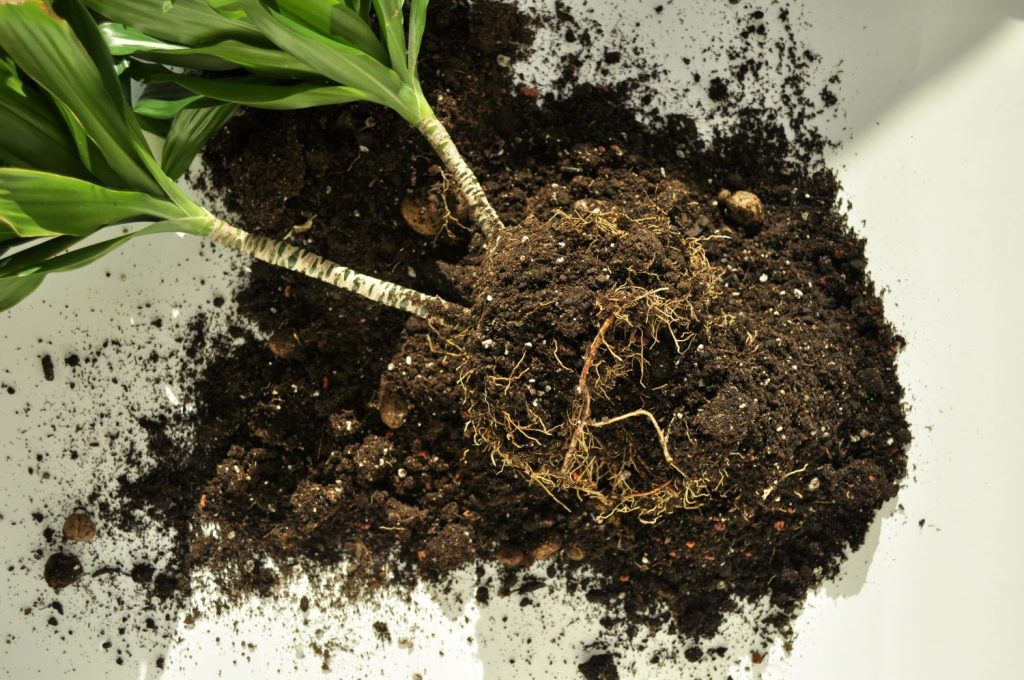 پوسیدگی ریشه دراسنا کامپکت