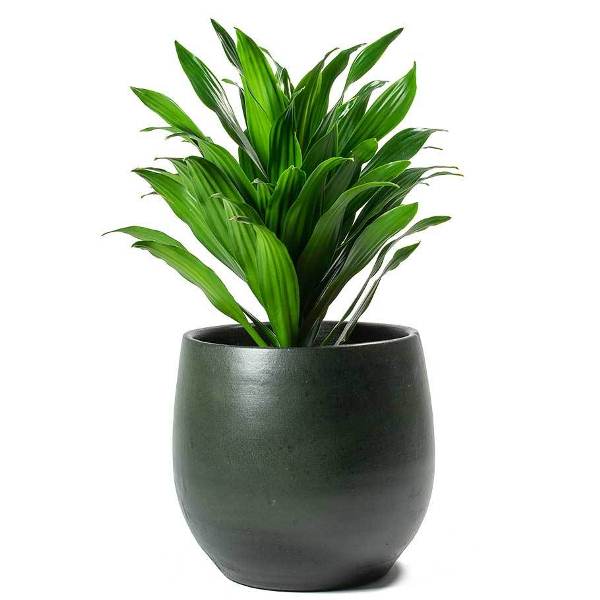 گیاه دراسنا کامپکت