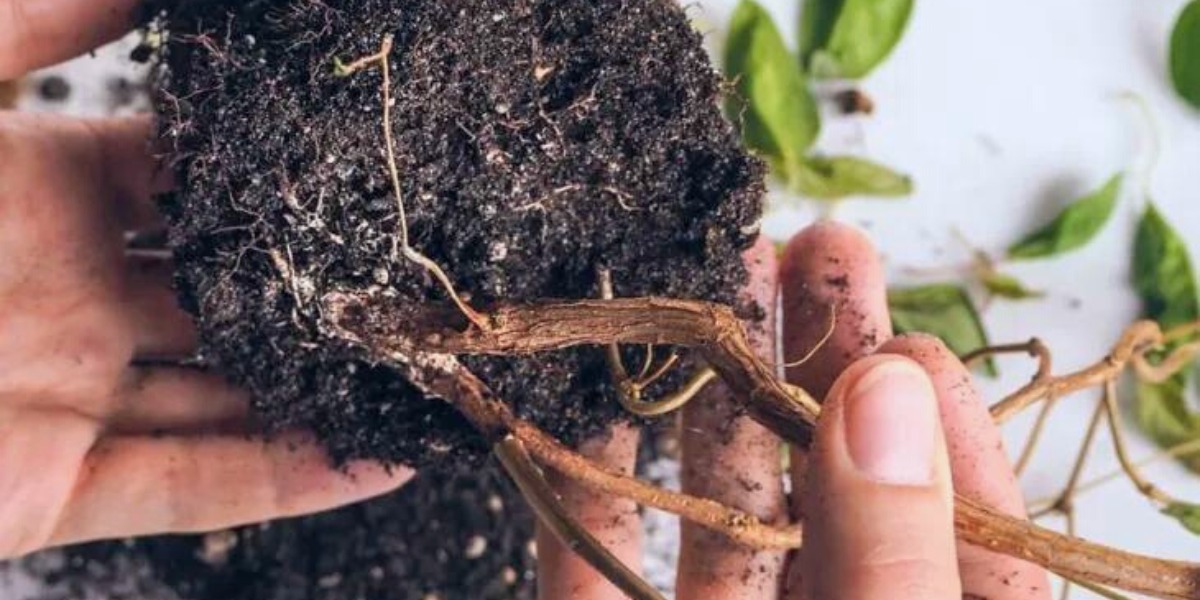 پوسیدگی ریشه آگلونما
