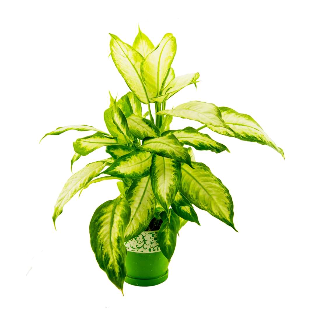 خاک دیفن کاملیا