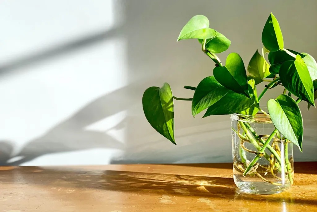 نور برای نگهداری گل پتوس در آب