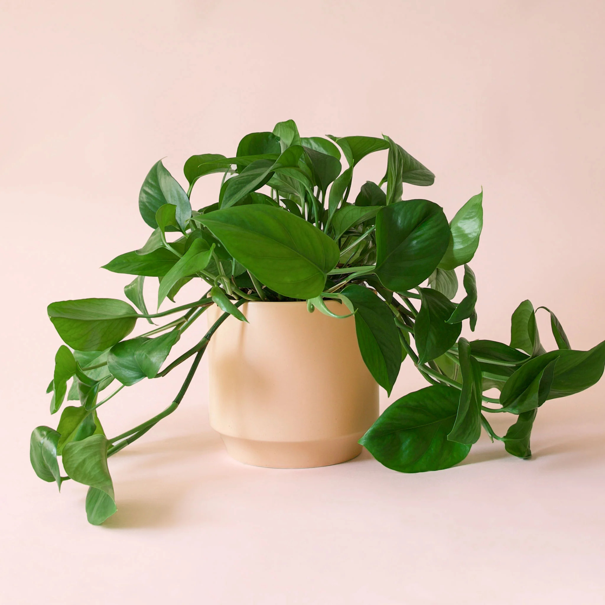 آگاهی-درباره-مضرات-گل-پتوس