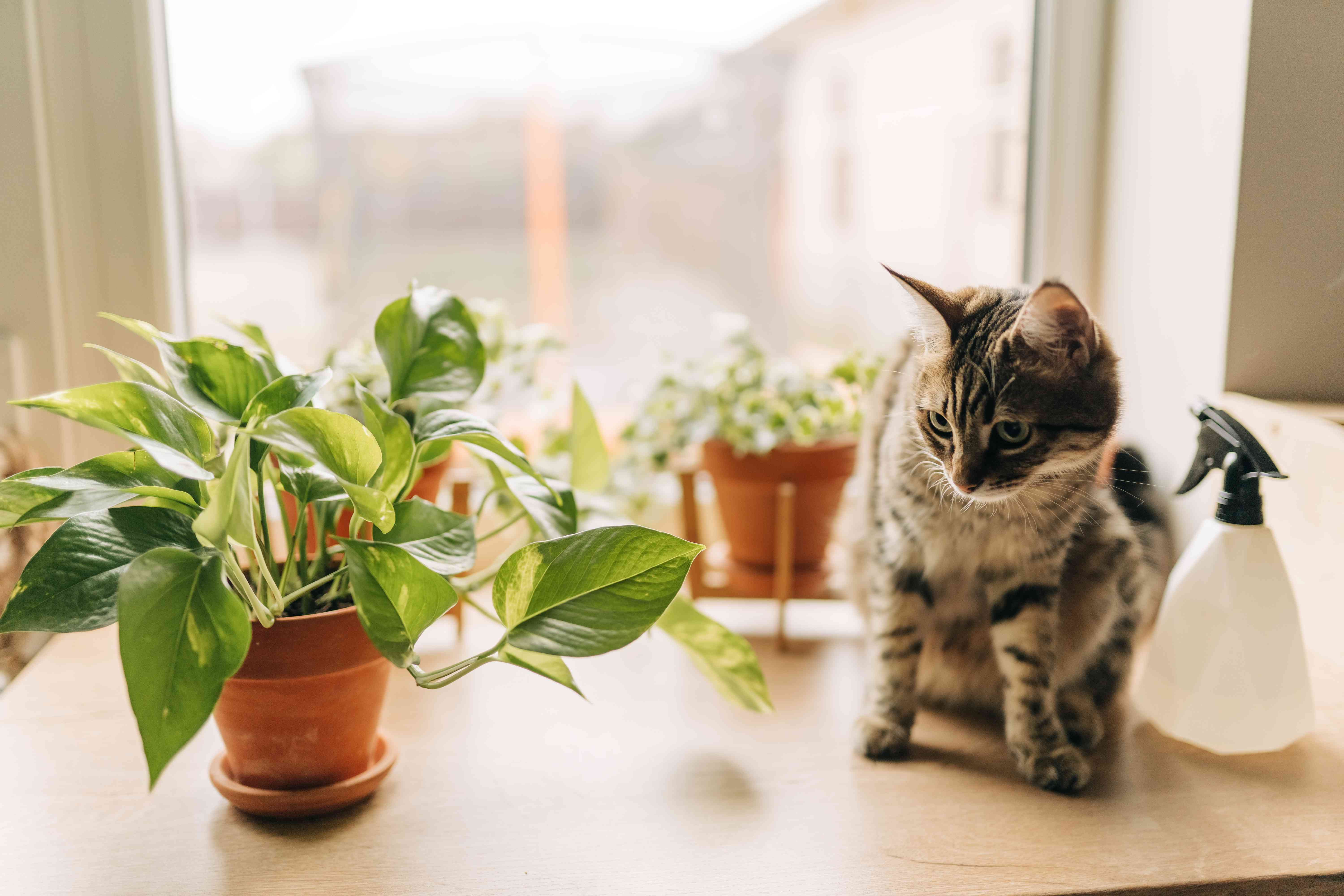 مضرات گل پتوس برای حیوانات خانگی