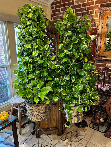 تقویت گل Pothos