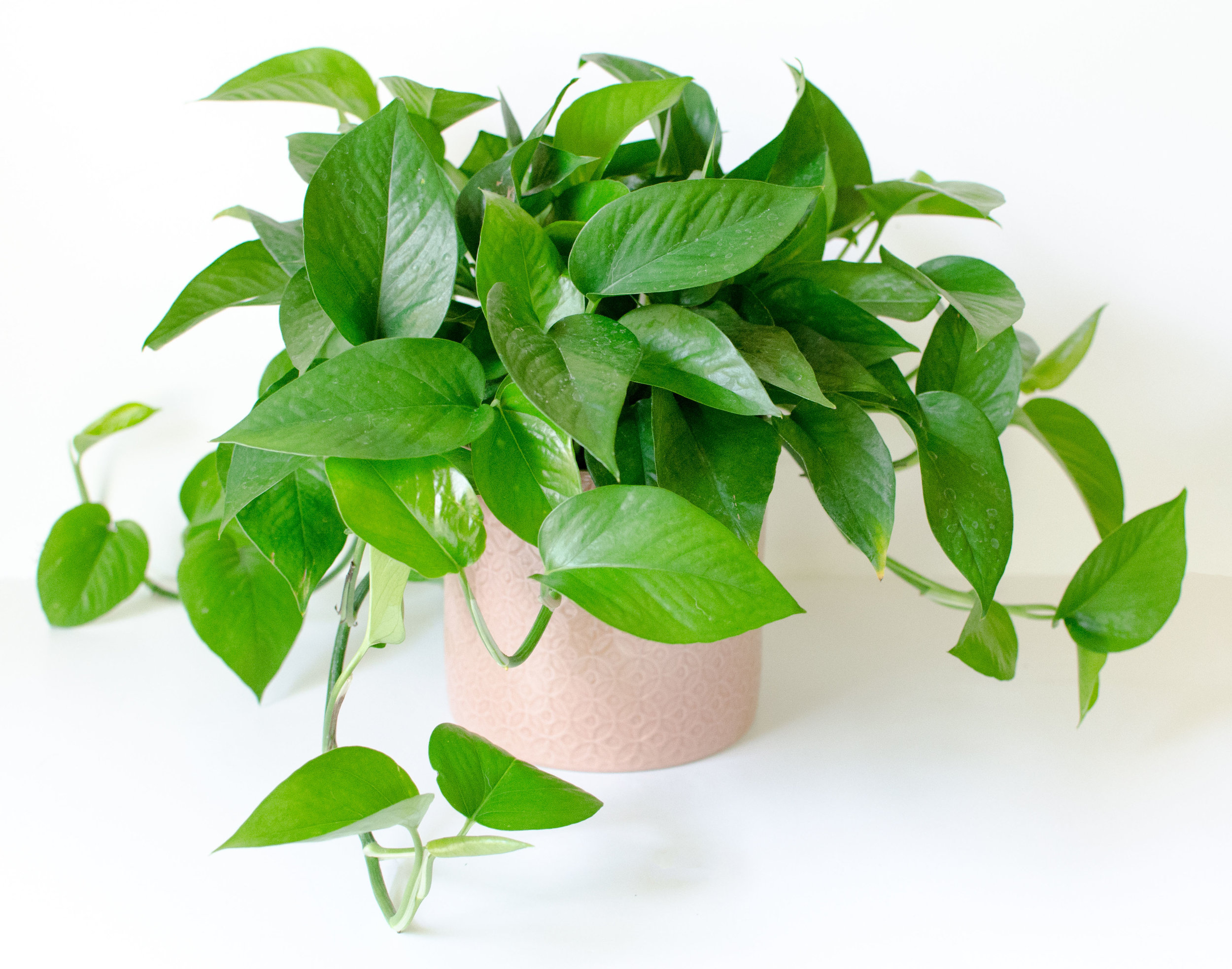 نور مناسب برای تقویت گل پتوس