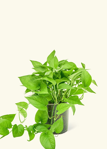 مدیریت آفات و بیماری‌ها برای تقویت گل پتوس