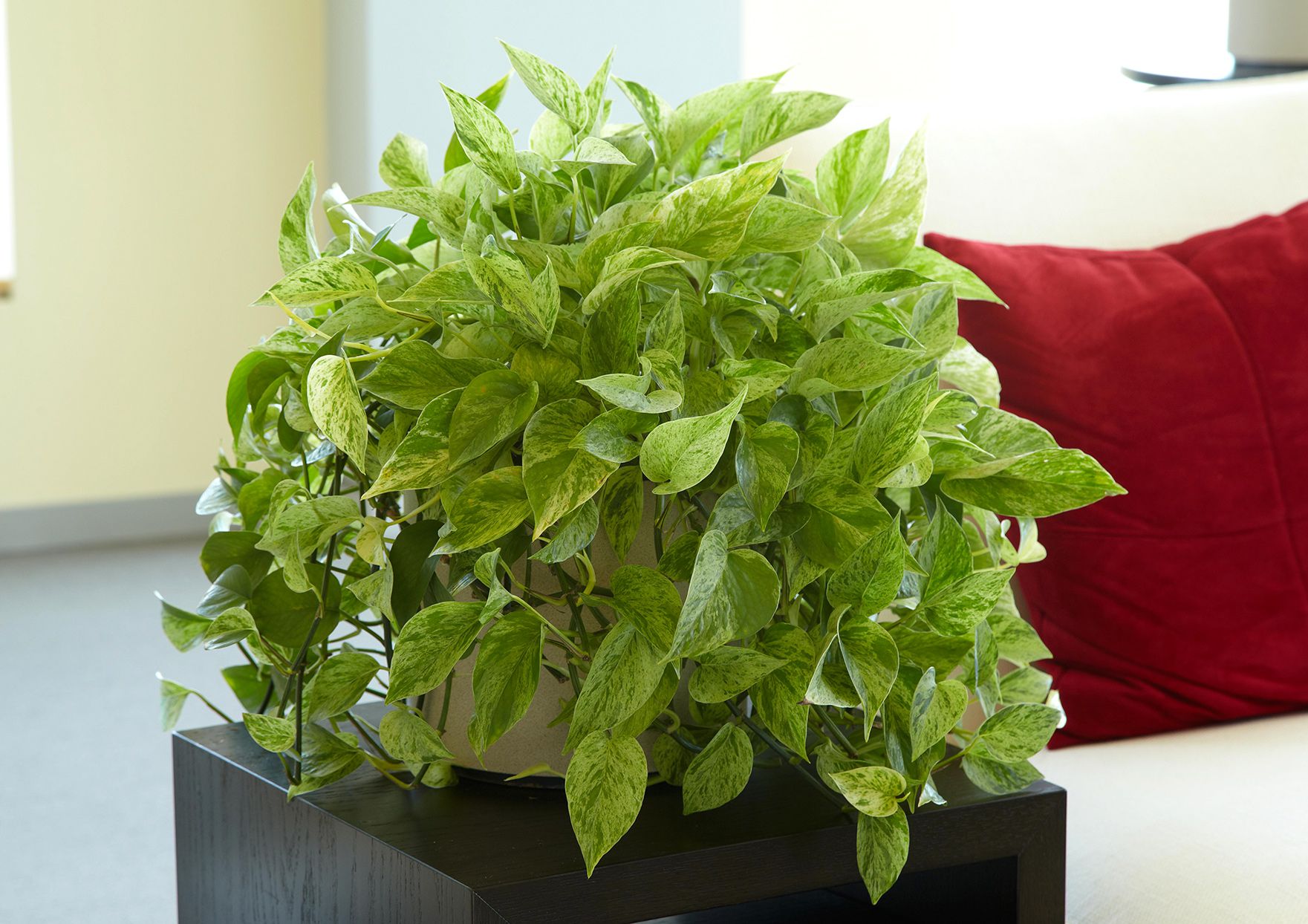 نگهداری Pothos