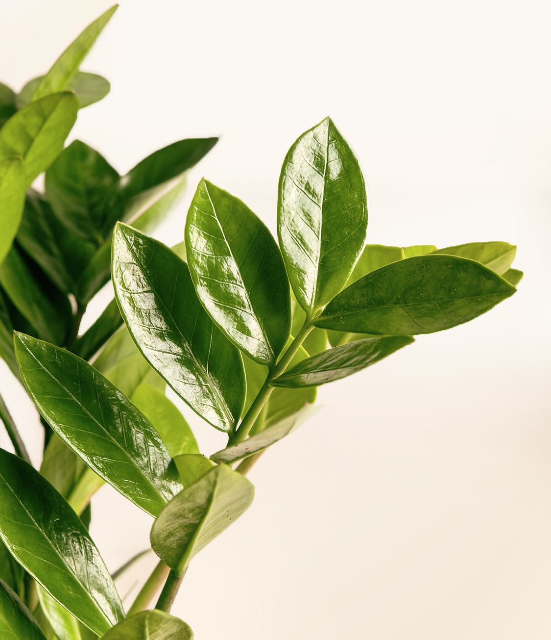 Zamioculcas zamiifolia